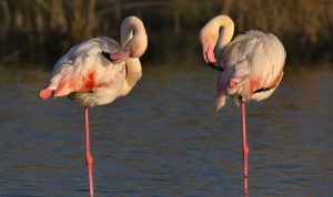 safari in Sardegna